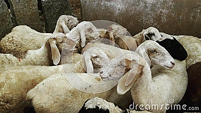 Flock of sheep Stock Photo